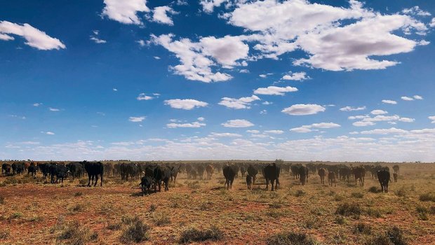 Anfang Februar stiegen die Temperaturen in Australien teils über 40 Grad. Es sind lange, staubige und heisse Tage für die, die auf den Rinderfarmen arbeiten.