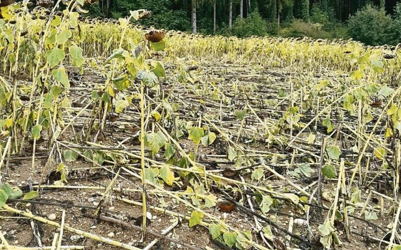 Dieses Jahr traten die Wildschweinschäden im Jagdrevier von Roger Ehrensperger bereits sehr früh auf.   