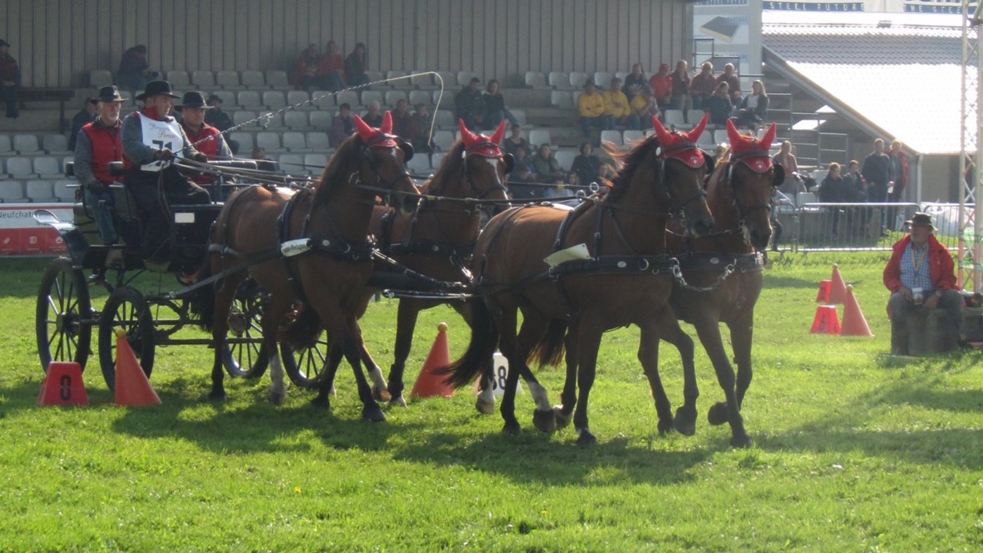  Ludovic Taillard beim vierspännig Hindernisfahren.