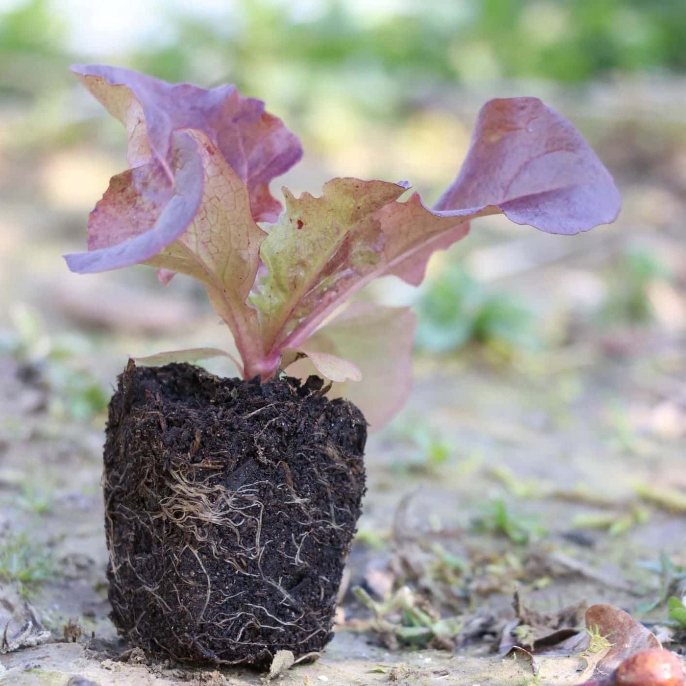 Dieser Setzling ist parat fürs Beet: Im Vierblattstadium, mit kompaktem Wurzelballen.