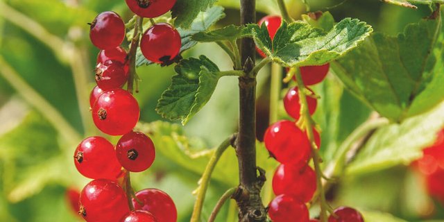 Reiche Johannisbeeren-Ernte: Es lohnt sich Beerensträucher regelmässig zu schneiden. 