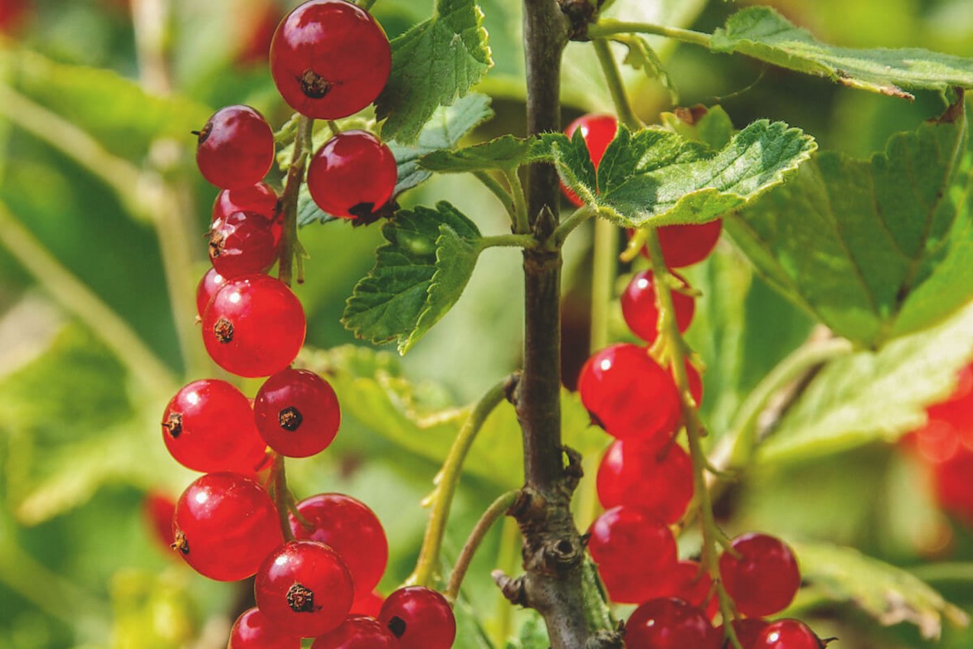 Reiche Johannisbeeren-Ernte: Es lohnt sich Beerensträucher regelmässig zu schneiden. 