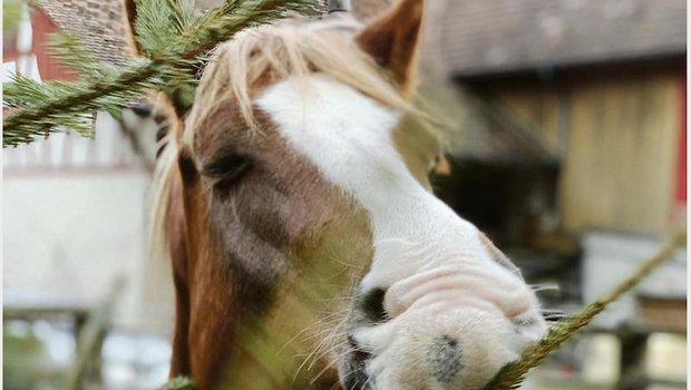 Beschäftigung und eine angepasste Fütterung ist die grosse Herausforderung in der Pferdehaltung. Auf dem Bauernhof gibt es einige Problemlöser, man muss sie nur kennen. (Bild Verena Meier)