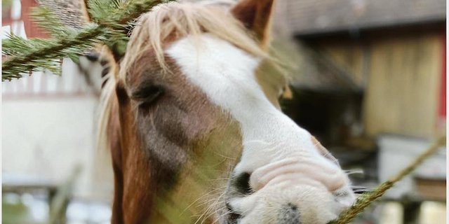 Beschäftigung und eine angepasste Fütterung ist die grosse Herausforderung in der Pferdehaltung. Auf dem Bauernhof gibt es einige Problemlöser, man muss sie nur kennen.  (Bild Verena Meier)