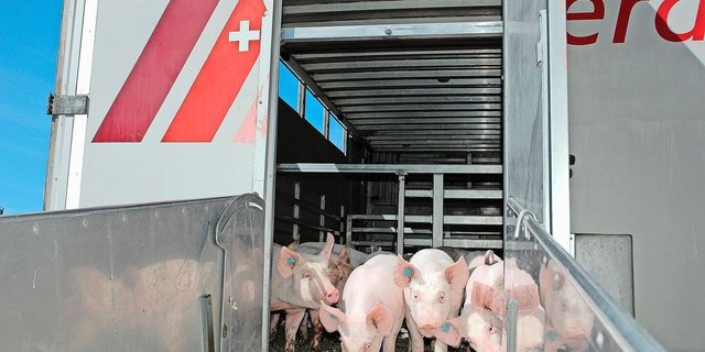 Vor dem Transport lohnt es sich, den Gesundheitszustand der Schweine nochmals zu prüfen. 
