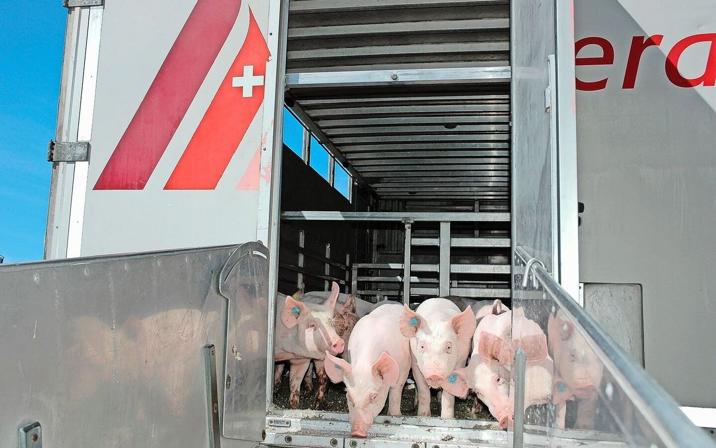 Vor dem Transport lohnt es sich, den Gesundheitszustand der Schweine nochmals zu prüfen. 