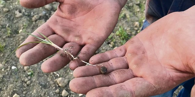 Erdmandelgras: Typische Merkmale sind etwa der dreikantige Stängel sowie die Mandeln am Ende der Wurzeln.  