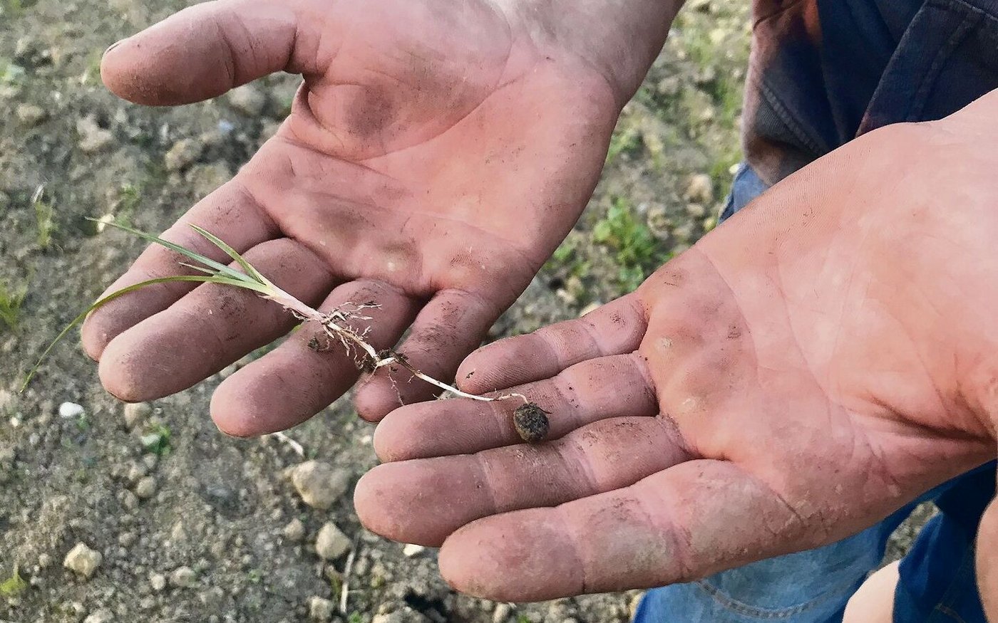 Erdmandelgras: Typische Merkmale sind etwa der dreikantige Stängel sowie die Mandeln am Ende der Wurzeln.  
