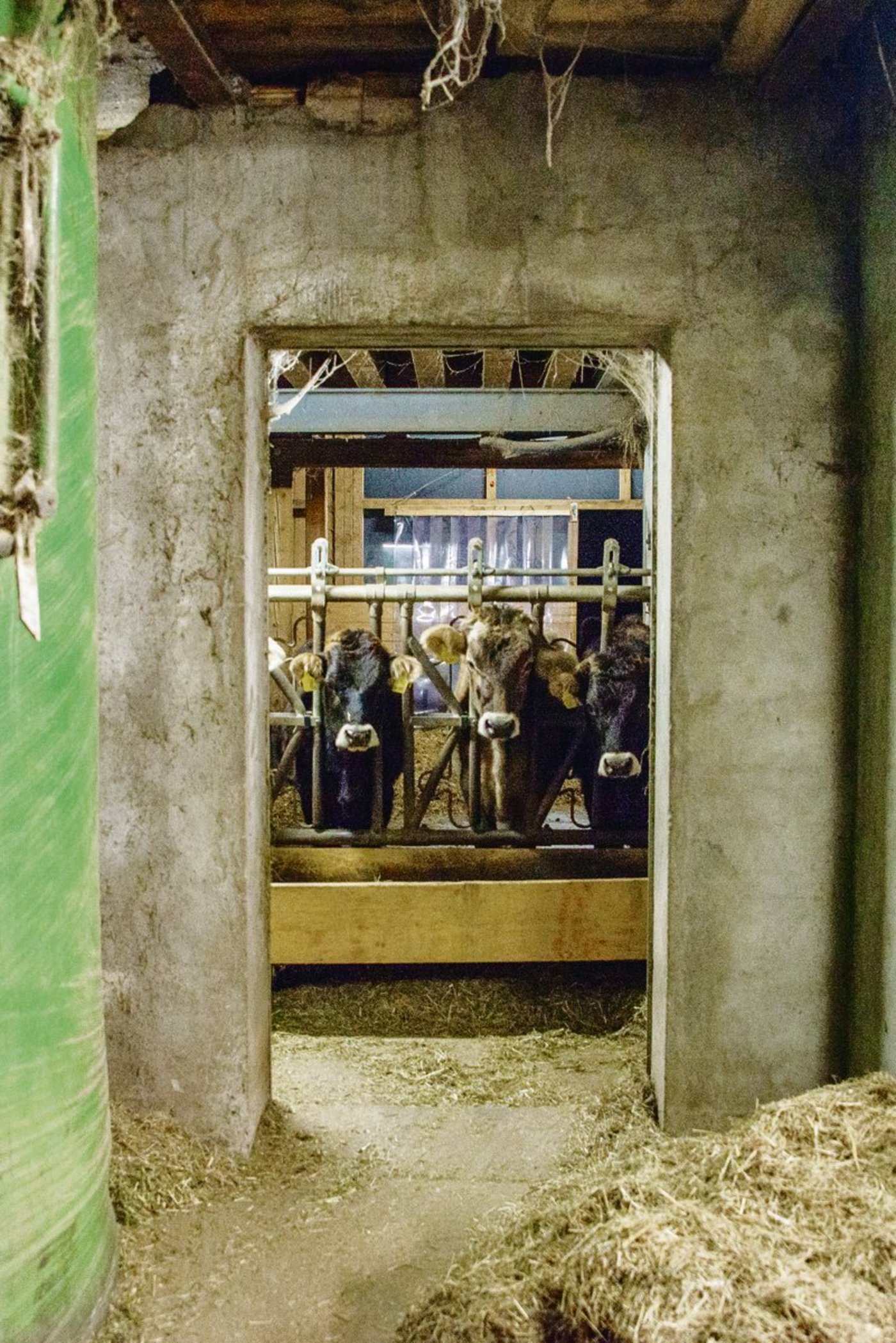 Die Milchproduktion hat sich in den letzten zwanzig Jahren professionalisiert und differenziert – an den natürlichen Grundlagen der Milchproduktion hat sich nichts geändert. (Bild zVg)