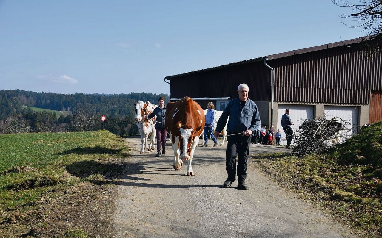 Die fünf Kühe sind immer noch sehr robust mit tadellosen Fundamenten. 