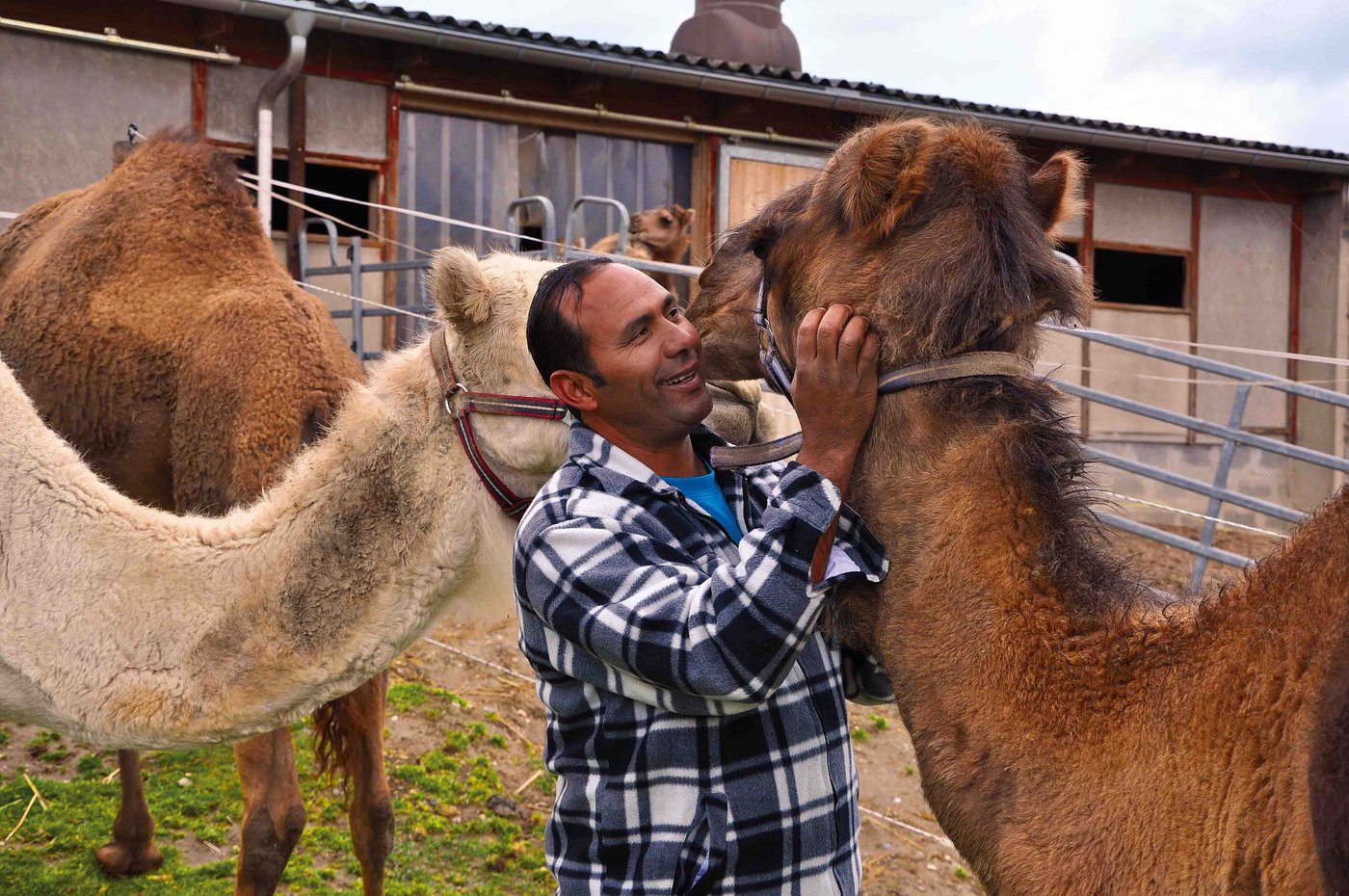 Die Kamelfarm hat Kamel Ben Salem 2004 gegründet, vier Jahre nach seiner Ankunft in der Schweiz. (Bild Tamara Wülser)
