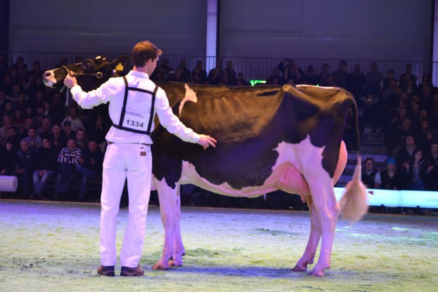 DIe grosse Siegerin: Pagewire Delicieuse von Gobeli Holstein, Saanen