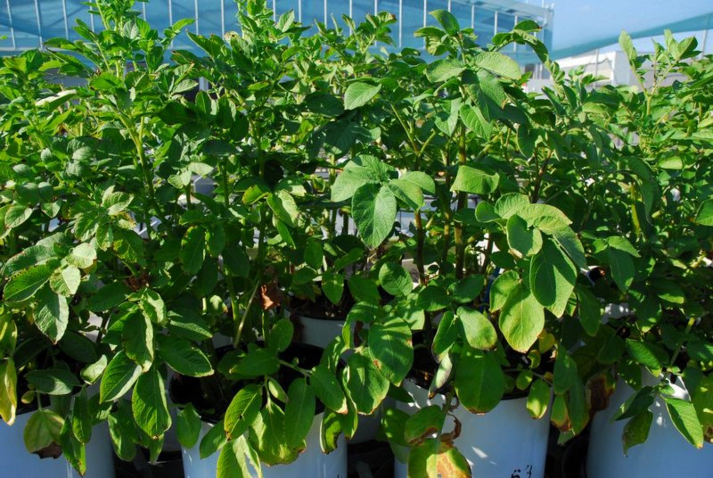 Forschung ist unter strengen Auflagen möglich. Wie hier bei der Protected Site von Agroscope. (Bild Susanne Brunner/Agroscope)