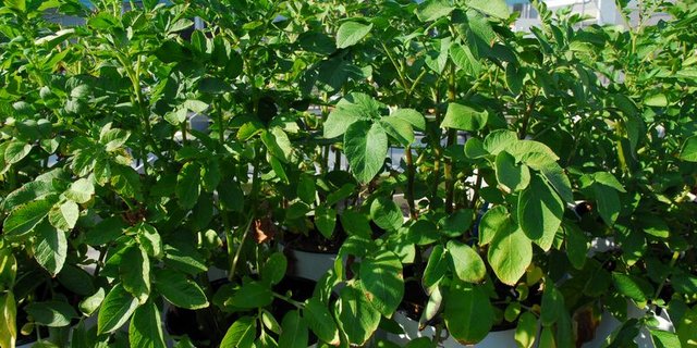 Forschung ist unter strengen Auflagen möglich. Wie hier bei der Protected Site von Agroscope. (Bild Susanne Brunner/Agroscope)