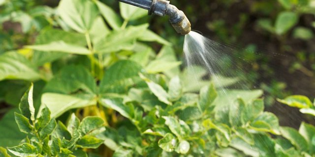 Der Absenkpfad schliesst ausdrücklich sowohl Pflanzenschutzmittel als auch Biozide ein. (Bild BauZ)