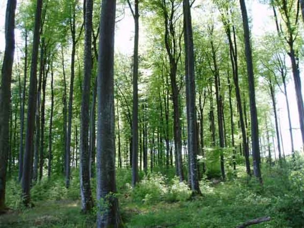 In Freiburgs Wäldern gibt es viel Potenzial für Holzenergie. (Bild lid)