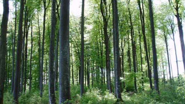 In Freiburgs Wäldern gibt es viel Potenzial für Holzenergie. (Bild lid)