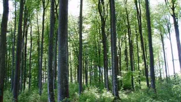 Freiburg: Enorme Vorräte für Holzenergie In Freiburgs Wäldern gibt es viel Potenzial für Holzenergie. (Bild lid)