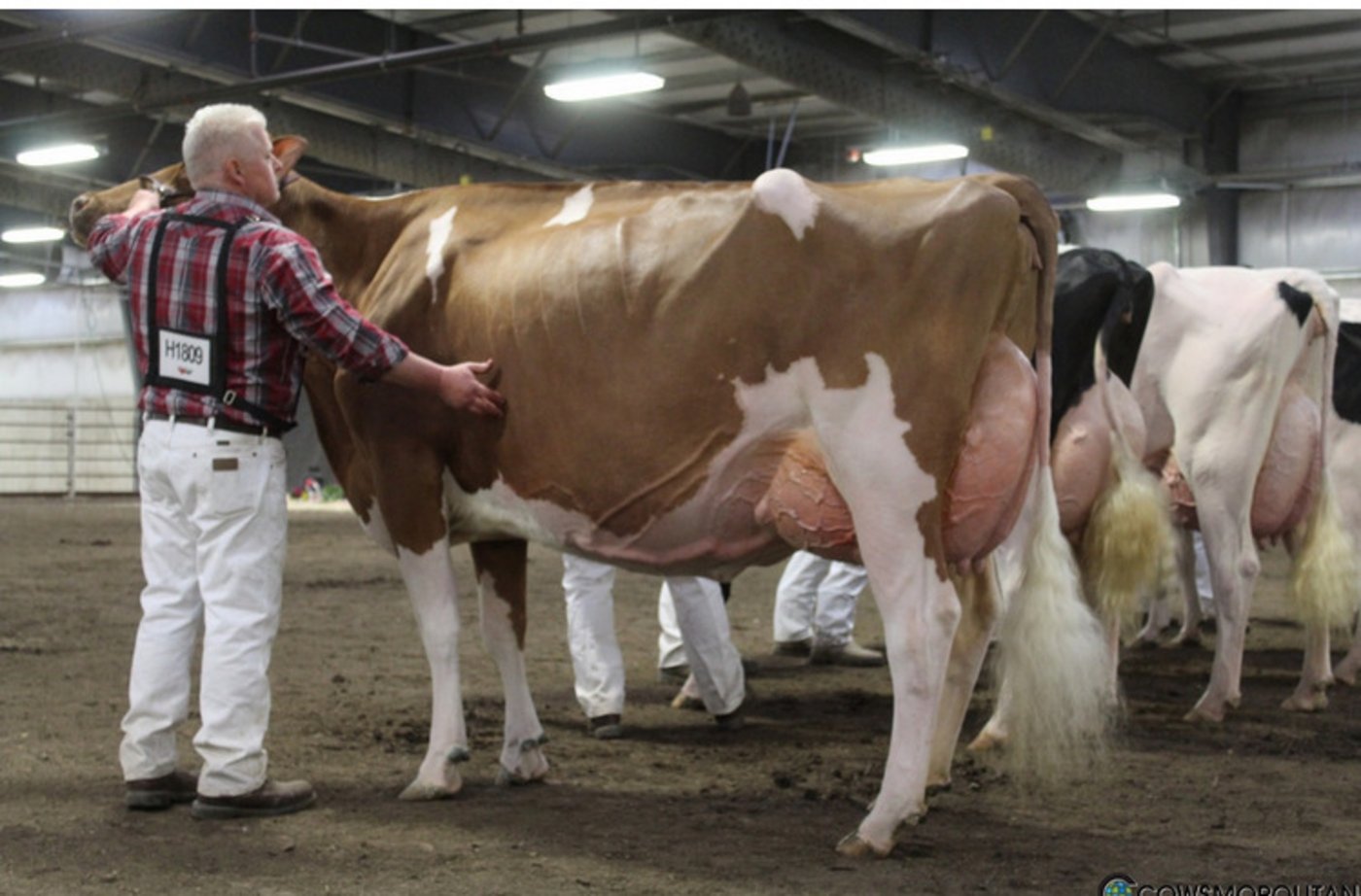  Red Holstein Grand Champion wurde Strans-Jen D Tequila-Red von Milksource. (Bilder Cowsmopolitan)