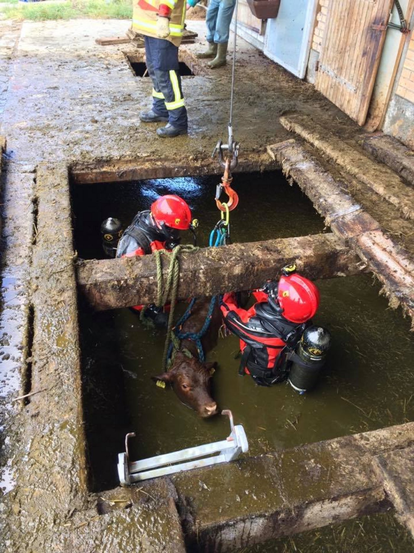Die Feuerwehr konnte den Stier unverletzt bergen. (Bild Facebook Feuerwehr Stadt Bern)
