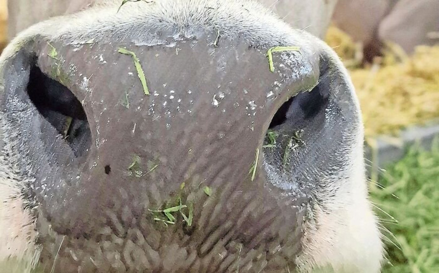 Flotzmäuler gut beobachten: Eines von mehreren Symptomen der Blauzunge sind Krusten auf der Nase.