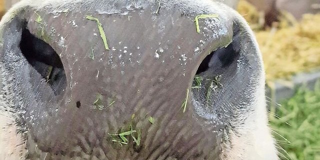 Flotzmäuler gut beobachten: Eines von mehreren Symptomen der Blauzunge sind Krusten auf der Nase.