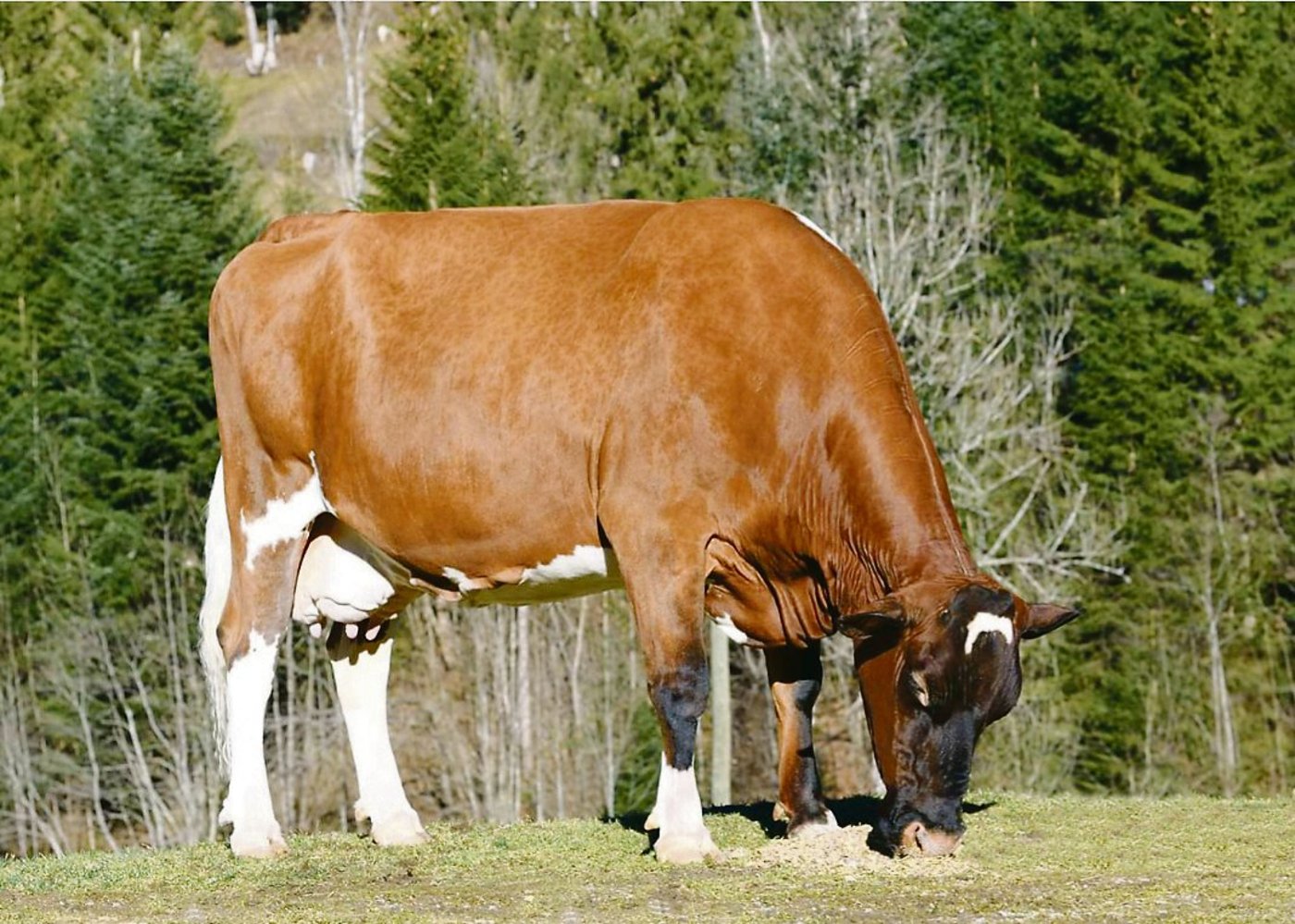 Haleika darf ihren Lebensabend auf dem Hof der Familie Aeschlimann in Trub BE verbringen.(Bild KeLeKi)