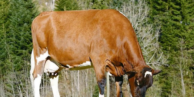 Haleika darf ihren Lebensabend auf dem Hof der Familie Aeschlimann in Trub BE verbringen.(Bild KeLeKi)