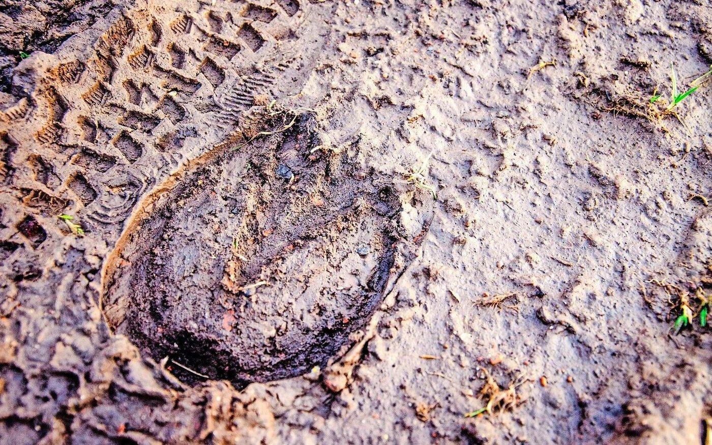 Der Pferdezug ist in der Landwirtschaft der meisten Industriestaaten weitgehend verschwunden. Dass das Wissen darum erhalten bleiben muss, zeigt das Beispiel der Ukraine.