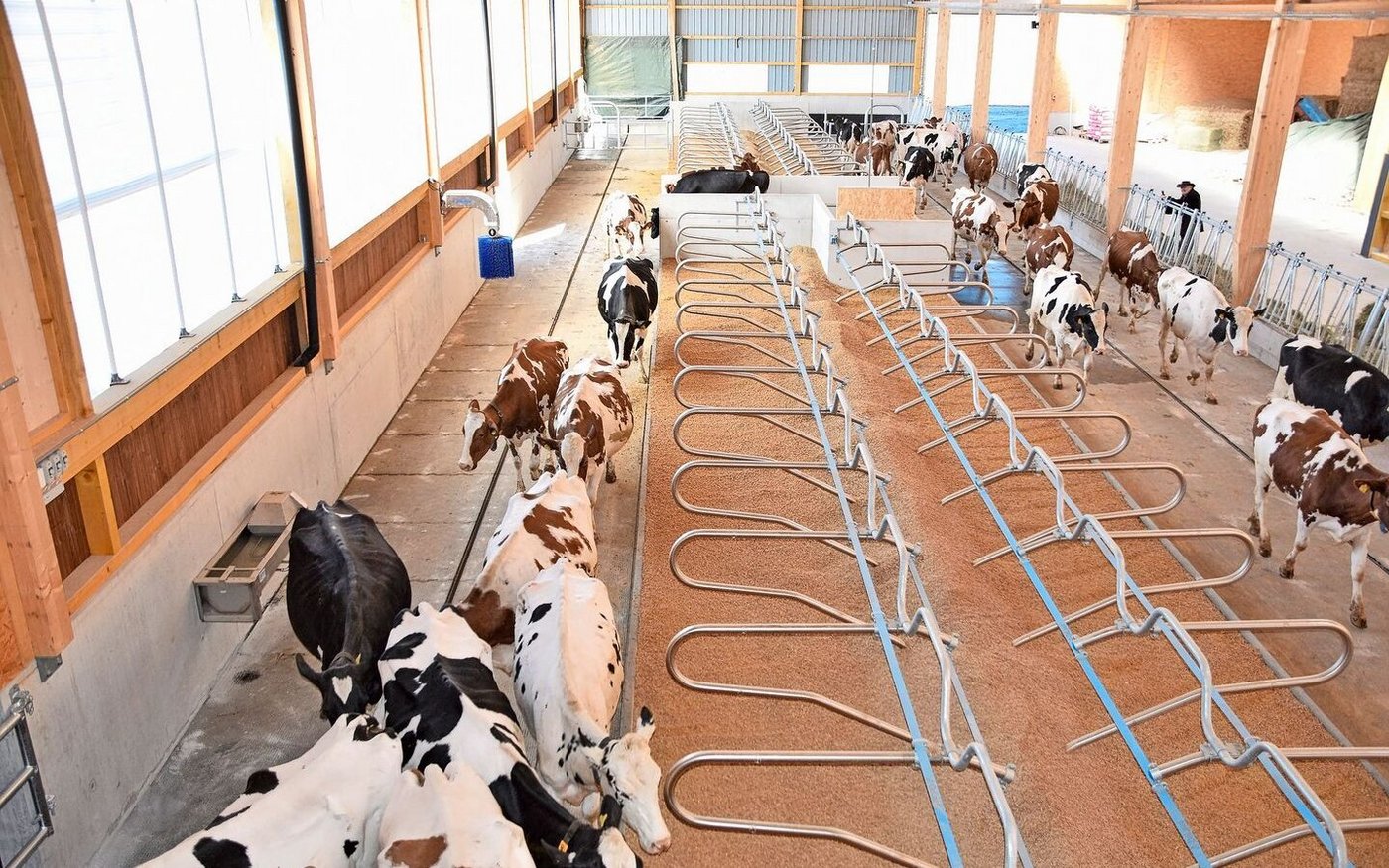 Die Kühe kommen das erste Mal in den neuen Stall hinein. Alles wird zuerst begutachtet, nach ein paar Minuten fühlt sich die Herde schon sichtlich wohl und beginnt schon zu fressen. 