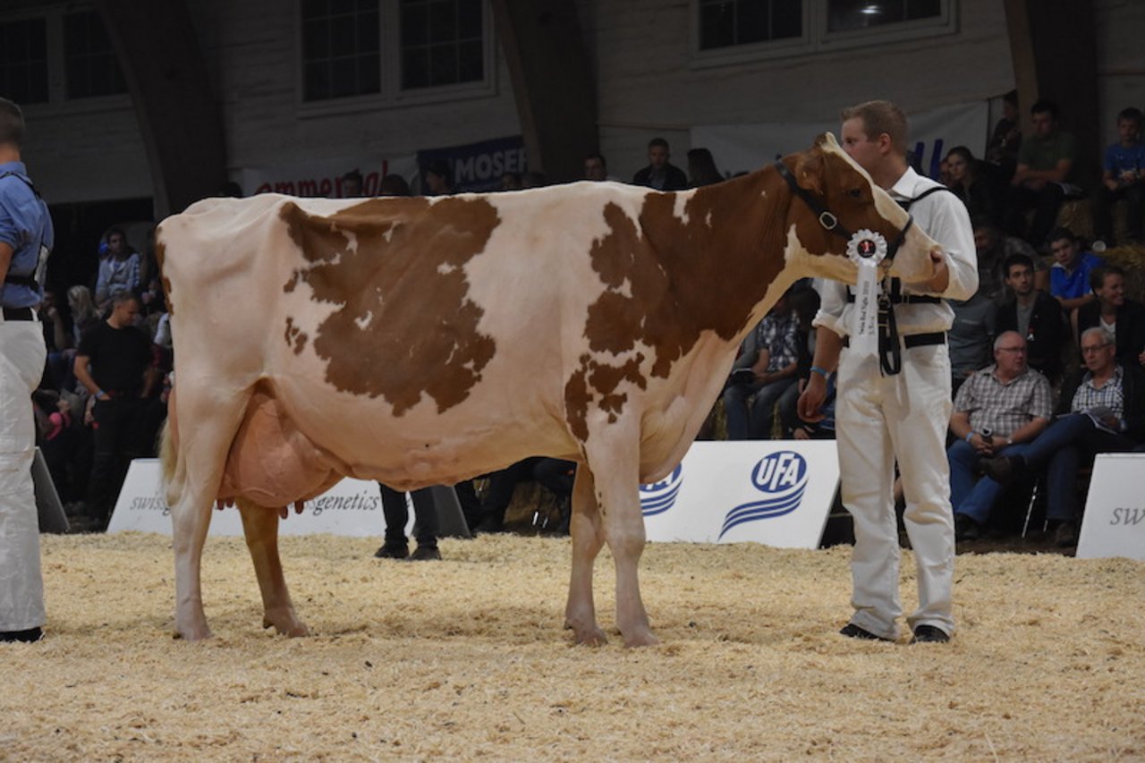 Die Kuh mit der höchsten Lebensleistung im Ring, die 14-jährige Vanessa, hat bereits 113'223 kg Milch geleistet.