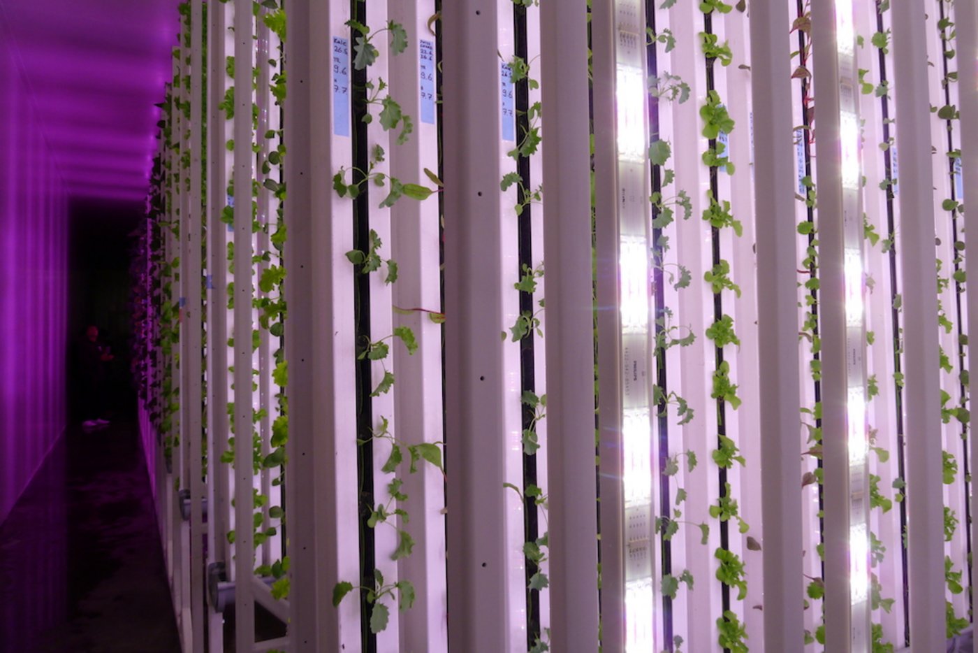 Je nach Stadium werden die Pflanzen mit unterschiedlichen Lichtspektren beleuchtet. Dabei arbeitet Growcer mit Pflanzenphysiologen zusammen. (Bild jsc)