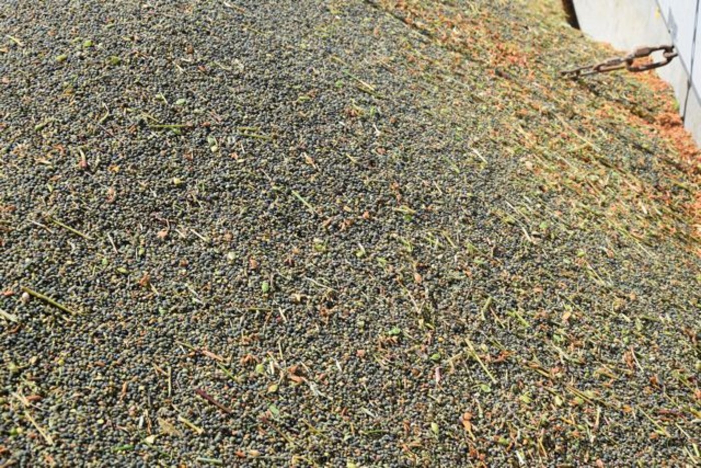 Auch Linsen werden wieder vermehrt angebaut in der Schweiz. (Bild jba)