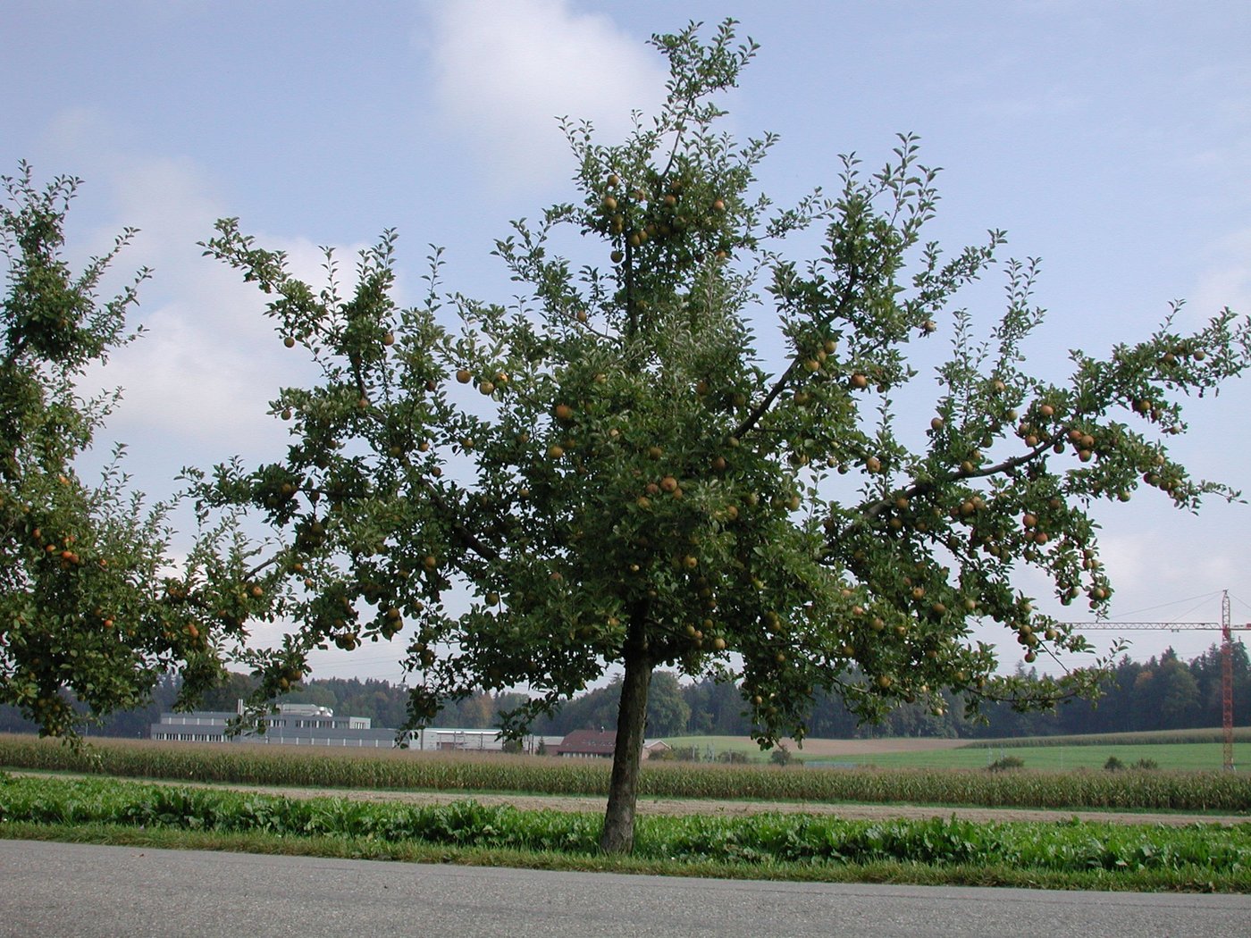 Steinobst-Hochstammbäume haben eine Stammhöhe von mindestens 1,2 m. Bei Kernobst muss sie 1,6 m betragen. (Bild Inforama) 