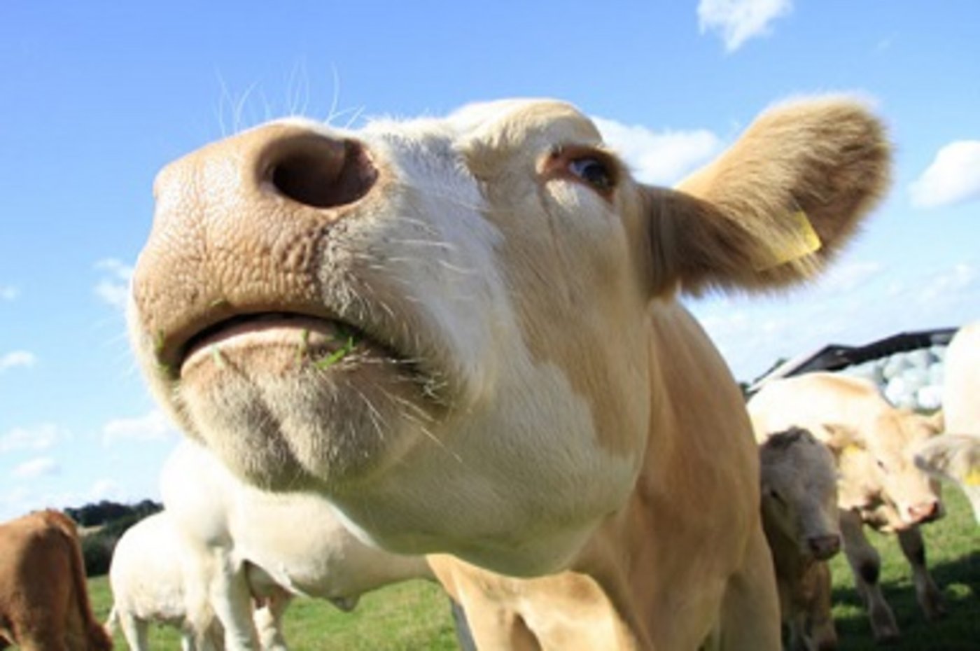 Die Blauzungenkrankheit breitet sich im deutschen Hessen aus. (Symbolbild)