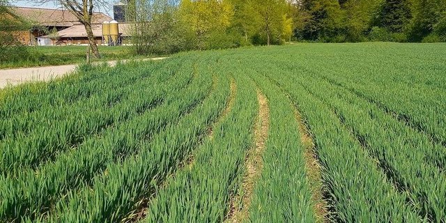 Getreide in weiten Reihen ist besonders gut geeignet zur Förderung von Feldlerchen und Feldhasen.
