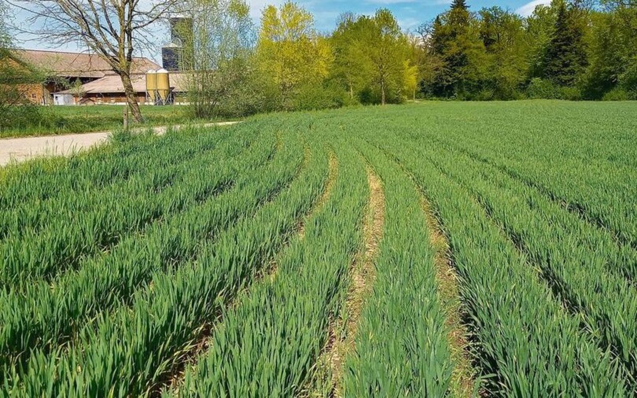 Getreide in weiten Reihen ist besonders gut geeignet zur Förderung von Feldlerchen und Feldhasen.