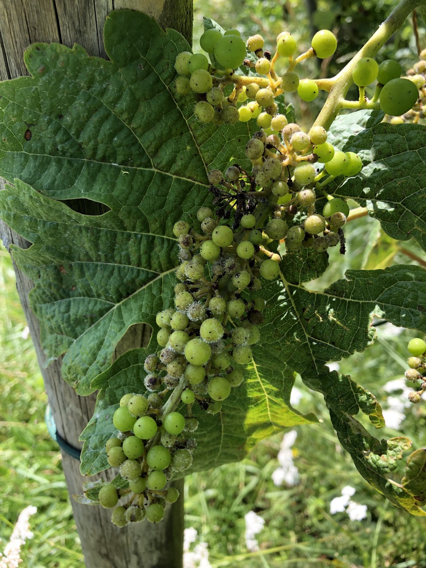 Ein mit Falschem Mehltau befallener Rebstock. Für die aktuelle Woche werden einige trockene Tage prognostiziert, diese müssen unbedingt genutzt werden, um die Reben vor Falschem Mehltau zu schützen. (Bild Michael Gölles)