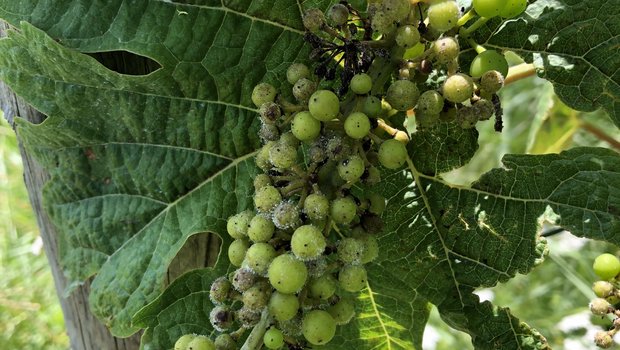 Falscher Mehltau wütet in den Reben Ein mit Falschem Mehltau befallener Rebstock. Für die aktuelle Woche werden einige trockene Tage prognostiziert, diese müssen unbedingt genutzt werden, um die Reben vor Falschem Mehltau zu schützen. (Bild Michael Gölles)