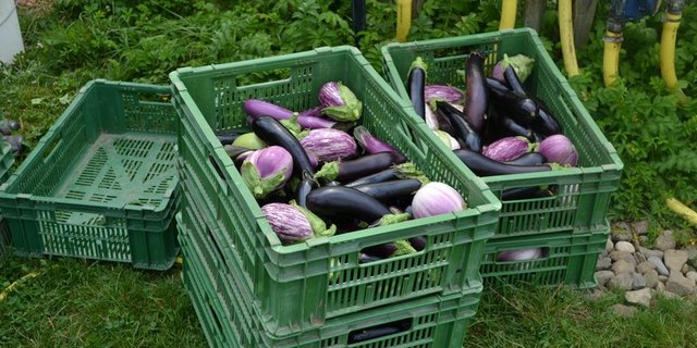 Meist sieht man dunkelviolette, fast schwarze Auberginen. Es gibt sie aber in verschiednen Farben und Formen. (Bild jsc)