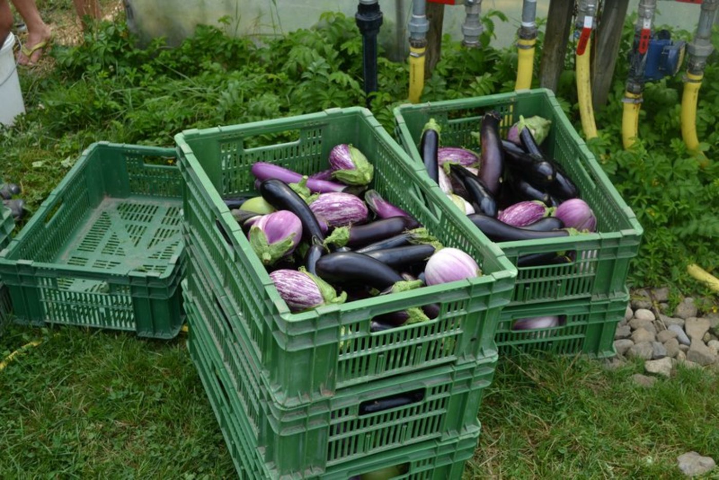 Meist sieht man dunkelviolette, fast schwarze Auberginen. Es gibt sie aber in verschiednen Farben und Formen. (Bild jsc)