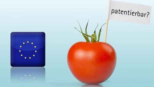 Zum Wohle gerade der kleinen Züchter in der Europäischen Union sowie der Landwirte dürfe es keine Patente auf konventionelles Pflanzenmaterial und Saatgut geben. (Bild agrar-press)