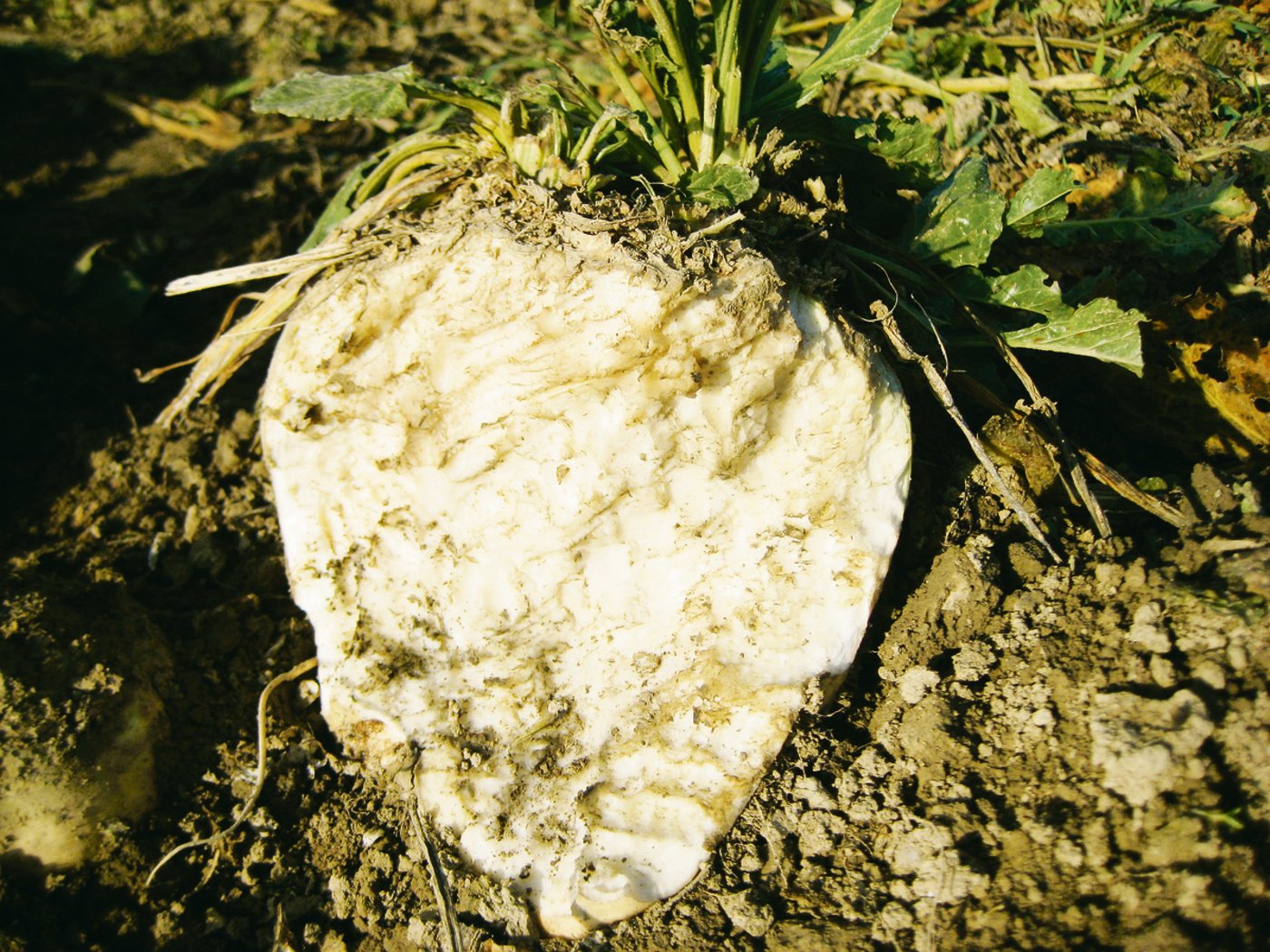 Zum Anbeissen: Auch dieses Zuckerrübenfeld hatte Besuch vom Hirsch.