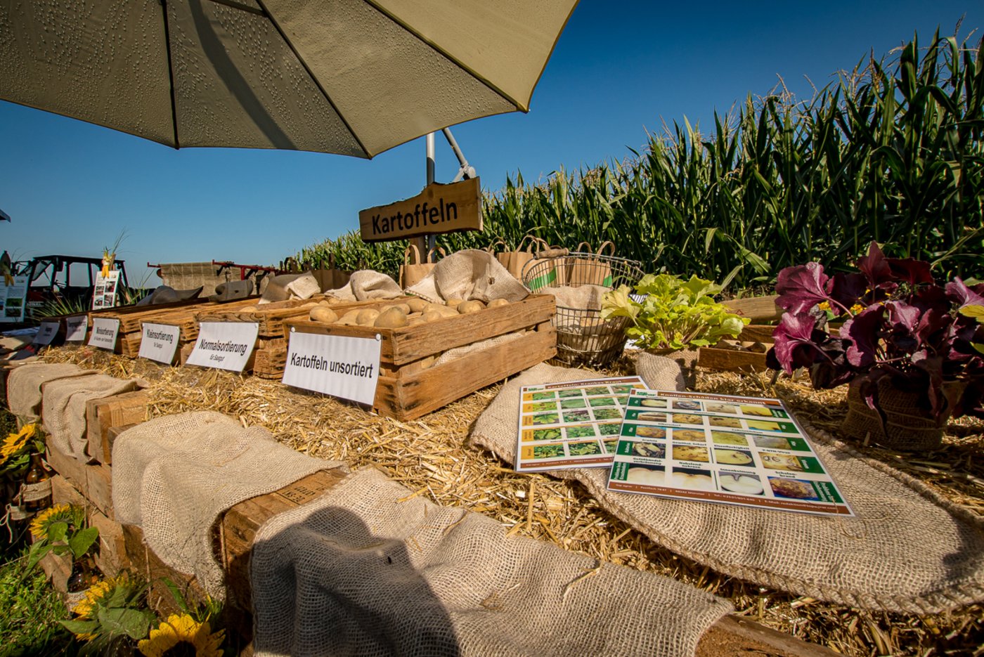 Eine kleine Kartoffelschule auf einem Bauernhof.