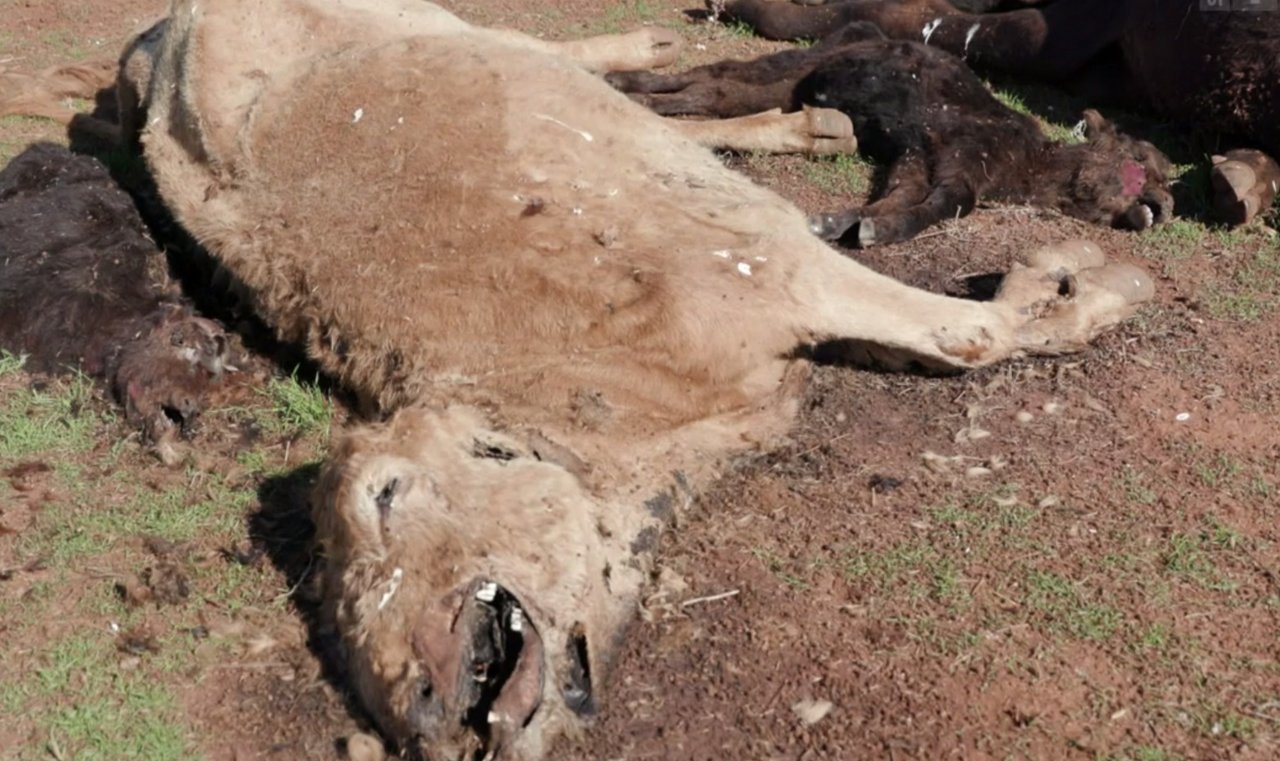 Trotz der Bemühungen der Bäuerinnen und Bauern sterben immer wieder Kühe und Schafe auf den ausgetrockneten Weiden. (Bild Videostill SRF-Rundschau)