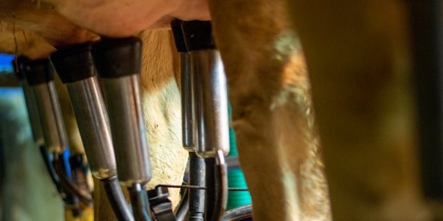 Ein Züchter manipulierte die Zellzahlen einer seiner Milchkühe. (Bild hja)