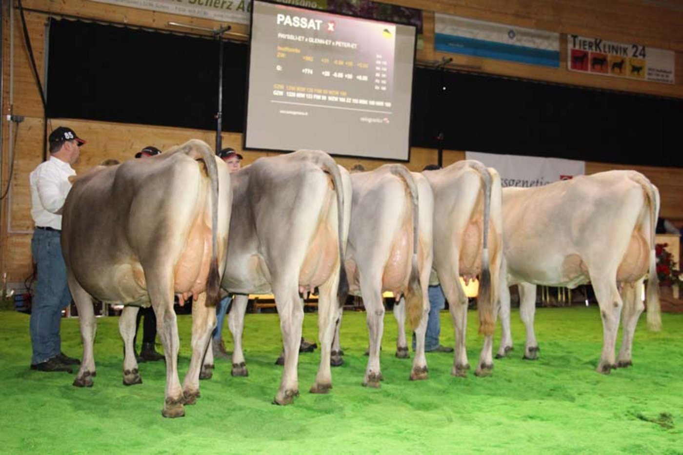 Töchter Brwonswiss-Stier Passat.