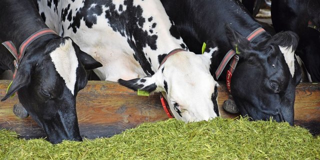 Zuchtfortschritt und veränderte Fütterung beeinflussen die Leistung – sowohl hinsichtlich Milch oder Fleisch, als auch was den Dünger betrifft.