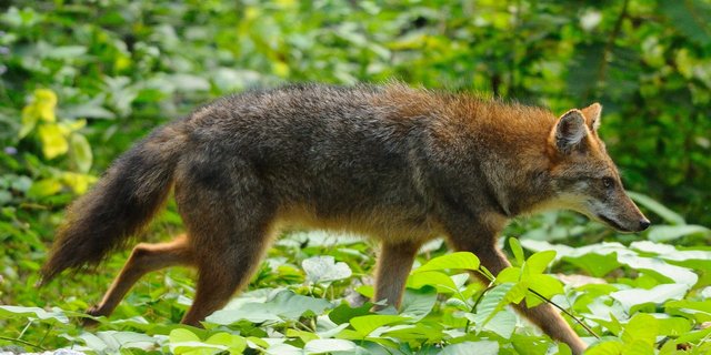 Der erste Goldschakal in der Schweiz wurde 2011 gesehen. (Bild tontantravel/Wikimedia)