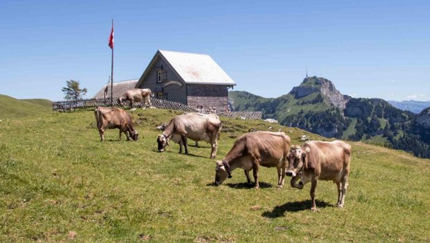 Das Buch zeigt auf, welche Art der Milch- und Rindfleischproduktion zu einer ökologisch nachhaltigen Landnutzung beiträgt. (Verena Schönenberger/landwirtschaft.ch)